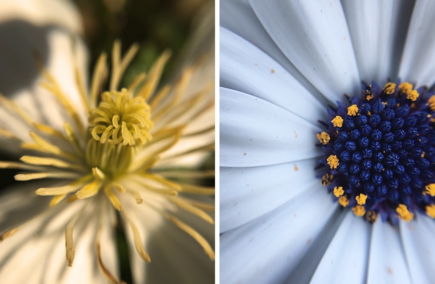 voorbeeldfotos iPhone 6 macrolens spaans margriet en clematis montana
