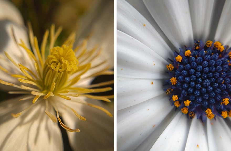 voorbeeldfotos Sony Xperia 10 macrolens spaans margriet en clematis montana